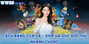 Cách băng cựa gà - Giúp hạ gục đối thủ nhanh chóng