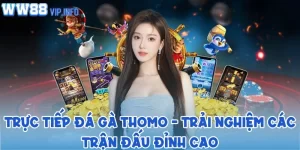 Trực tiếp đá gà Thomo - Trải nghiệm các trận đấu đỉnh cao