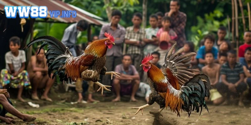 Trực tiếp chất lượng cao, không có tình trạng giật lag