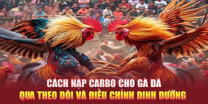  Cách nạp carbo cho gà đá qua theo dõi và điều chỉnh dinh dưỡng