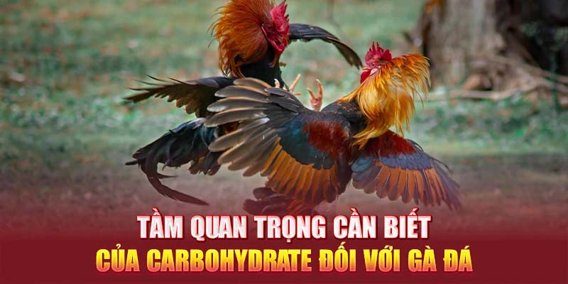  Tầm quan trọng cần biết của carbohydrate đối với gà đá