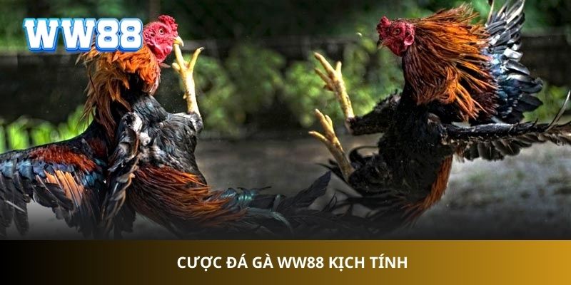 Cược đá gà WW88 kịch tính